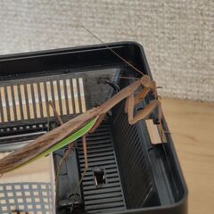 【道内産】祈り虫　　　　　　　　　オオカマキリ　オス