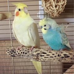 鳥好きさん