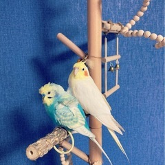 鳥好きさん - 柏市