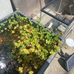 無料水草メダカやらに最適ですの画像