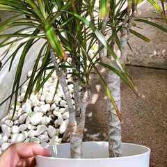 ドラセナコンシンネの画像