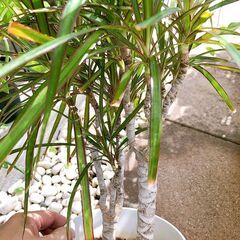 ドラセナコンシンネの画像