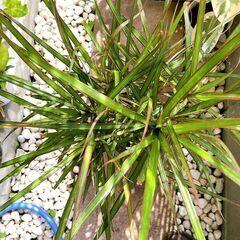 ドラセナコンシンネの画像