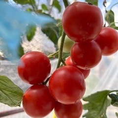 夏野菜いろいろ！