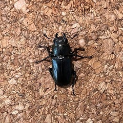 メタリフェルホソアカクワガタ　フィナエ亜種メス単　