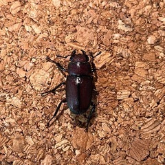 メタリフェルホソアカクワガタ　サンギレンシス亜種　メス単
