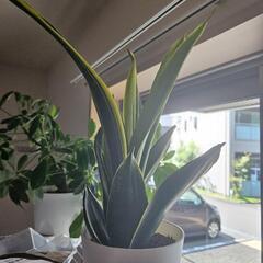 観葉植物 名前忘れました