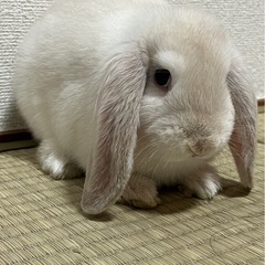 ホーランドロップイヤー(うさぎ) 一旦受付を止めさせていただきます。