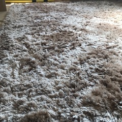 アクタス　ラグの画像