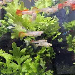 グッピー　の画像