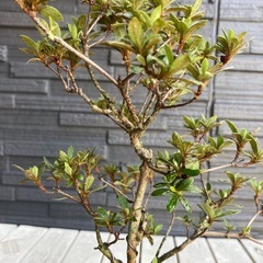 植栽