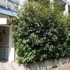 敷地内の雑草除去、植栽伐採の★リフォームの森の植栽伐採★流…