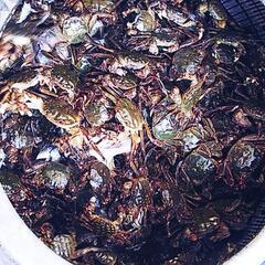 モクズガニ漁の餌
