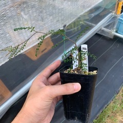 オペルクリカリアパキプス　根差し株　塊根植物