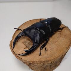 オオクワガタ 能勢SR血統トリオの画像