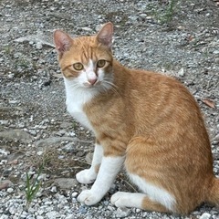 茶白の保護猫ちゃん