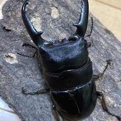 パラワンオオヒラタクワガタ　ペア　♂91×♀47