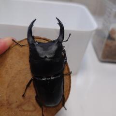 オオクワガタ 能勢SR血統トリオ②の画像