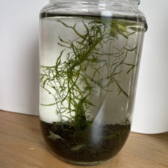 ボトリウム（エビ2匹、水草2種）