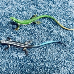 トカゲのフィギュア(マグネットつき) 差し上げます