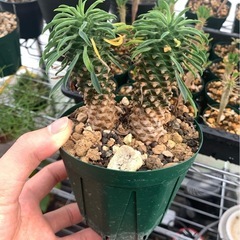 ユーフォルビア　パイナップルコーンの画像