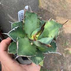 アガベ　チタノタ