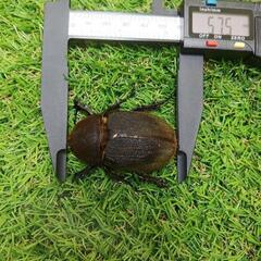 ヘラクレスオオカブト　♀x2