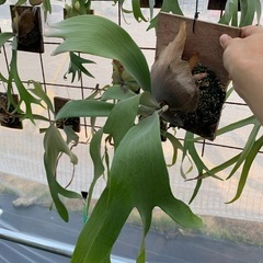 P. Patra Garden#8 ビカクシダ