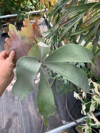 P. OMO ビカクシダ