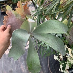 P. OMO ビカクシダ