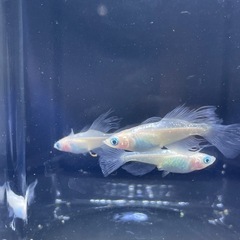 ロゼメダカ　2ペアの画像
