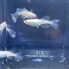 ロゼメダカ　2ペアの画像