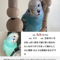 白と青色のセキセイインコを探しています