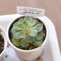 多肉植物アソートセットの画像