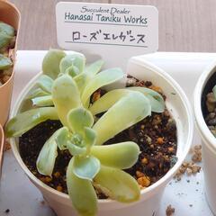 多肉植物アソートセットの画像