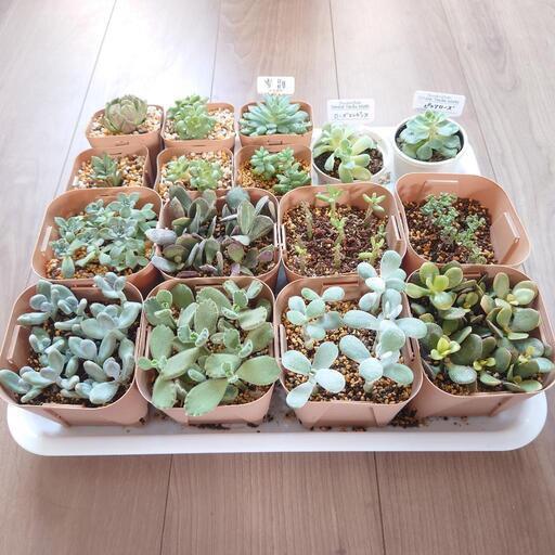 多肉植物アソートセット