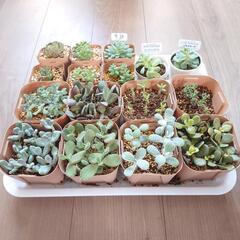 多肉植物アソートセット