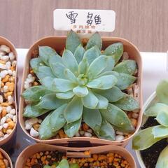 多肉植物アソートセットの画像