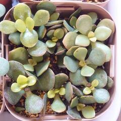 多肉植物アソートセットの画像
