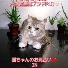 9/1（日）譲渡会。2/22生サイベリアン♀ブルータビー＆ホワイ...