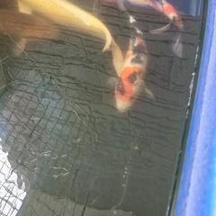 錦鯉