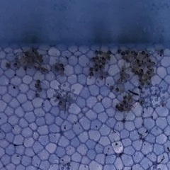 オロチメダカ　有精卵30個（保証で10個お渡しします🎶）