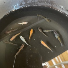 メダカ
