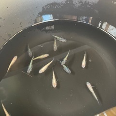 メダカ