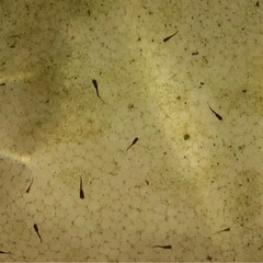 オロチメダカの針子1匹から