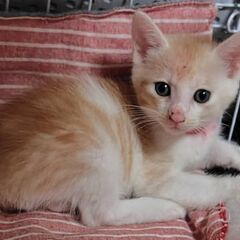 僕達、クリーム三兄弟♡ - 猫