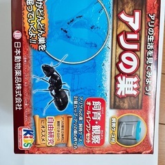 お譲りします / 蟻（バラ売り可） お譲りします / 蟻（バラ売り可）