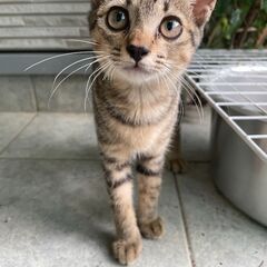 里親募集　人懐っこい幼猫♀６ヶ月　カラー：キジ猫　スタイル：スリム　
