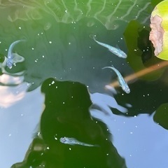 サファイア　
めだか、メダカ
