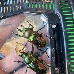 ニジイロクワガタペアの画像